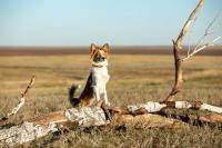 Кадр из фильма Моя собака — космонавт