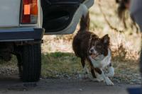 Кадр из фильма Космическая собака Лида